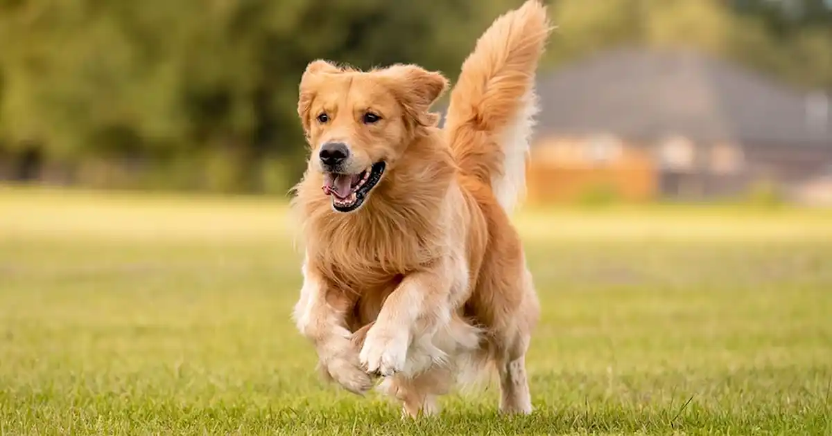 Dog Playing