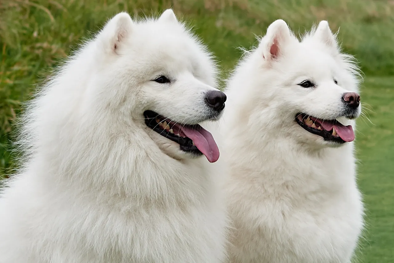 Dog with Owner